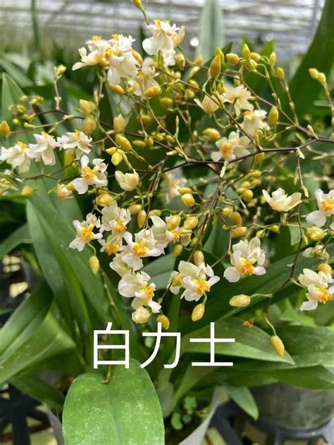 五行补金 香水文心蘭品種